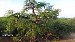 Baobab Tree, Limpopo Province, South Africa Stock Footage