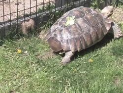 Large turtle 4 - HD 30F Stock Footage