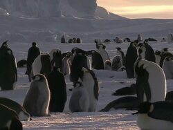 MS Penguin colony at sunset AUDIO / EkstrÃƒÂ¶m Ice Shelf,Atka Iceport Emperor Penguin Colony,  Queen Maud land, Antarctica Stock Footage