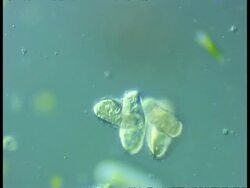 CU microscopic view of Ciliate protozoans, group, possibly pre conjugation Stock Footage