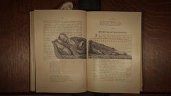 TED-Ed: Mysteries of vernacular: Earwig - Jessica Oreck and Rachael Teel Instructional Video