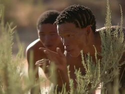 Bush people watching wildlife Stock Footage