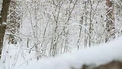Trees covered with snow. Forest in winter. Stock Footage