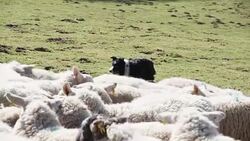 Sheepdog Herding Sheep Stock Footage