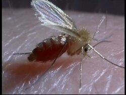 BCU Old World Sand Fly (Phlebotomus dubosci) feeding on human, flies away Stock Footage