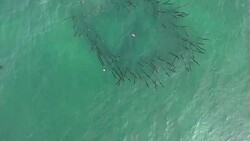 Aerial shots of shark monitoring pen at sea News Clip