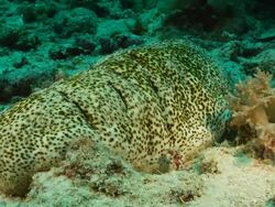 MS Shot of Large sea cucumber resting on sea floor amongst various soft coral / Pemba, Cabo Delgado, Mozambique Stock Footage