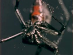 BCU Black Widow Spider on web, USA Stock Footage