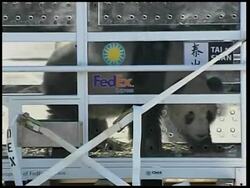 WRAP Panda cub born in US leaves for China, preps for arrival News Clip