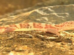 Medium Shot - Pale reddish gecko on dry ground / California USA Stock Footage