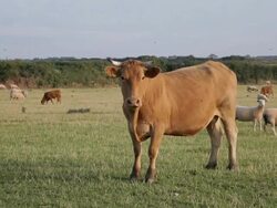 WS Cows and Sheep Grazing in Countryside / Cornwall, England, UK Stock Footage