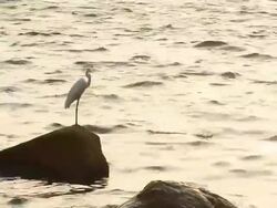 heron at sunset Stock Footage
