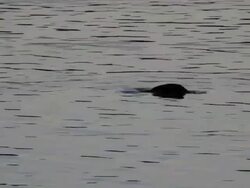 Wild duck swimming in lake Stock Footage