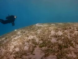 Coral And Fish Stock Footage