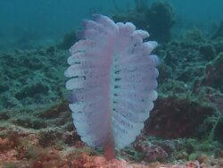 Sea Pen (Virgularia sp.), Monad Shoa, Malapascua, Philippines Stock Footage