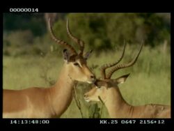 MS 2 Impala (Aepyceros melampus) standing in grass, 1 walks off, other stands looking around Stock Footage