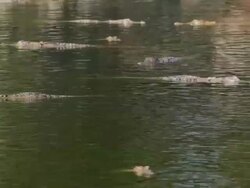 MS Group of Crocodiles swimming in water / Northern Territory, Australia Stock Footage