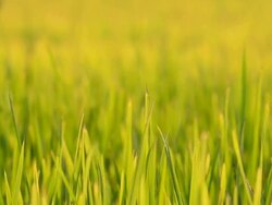 focus and dolly : Rice leaf on twilight Stock Footage