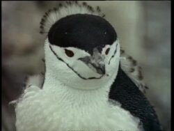 CU Chinstrap Penguin with moulting plumage, Antarctic Stock Footage