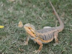 Bearded Dragon Stock Footage