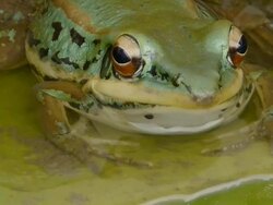Green frog Stock Footage