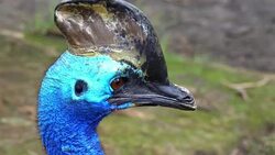 Cassowary Portrait Stock Footage