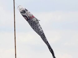 japanese carp flags waving in the wind and blue sky Stock Footage