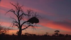 A colorful sunset silhouettes a tree with a black mass in its limbs. Stock Footage