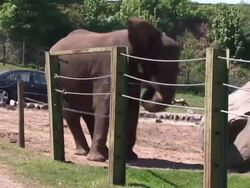 Elephants at West Midland Safari Park in Heatwave News Clip