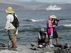 MS Tourists on beach taking pictures of Black Iguana / Isabella Island, Galapagos Islands, Ecuador    Stock Footage