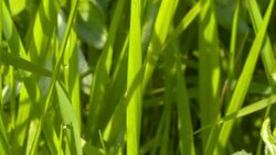 Butterfly Sitting On Green Leaf, Macro Hd Stock Footage