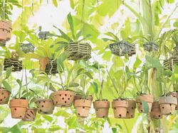 Dolly-Orchids pots. Planted in house. Stock Footage