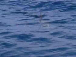 Great hammerhead shark, Sphyrna mokarran, under surface, Bahamas  Stock Footage