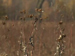 Prairie 005 B 1080p30 Stock Footage
