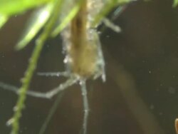 Water Louse (Asellus aquaticus), UK Stock Footage