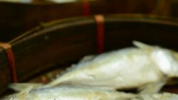 Mackerel Stock Footage