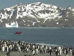 WS, King penguins (Aptenodytes patagonicus) and southern fur seals (Arctocephalus gazella) at shoreline, zodiac boat crossing bay, mountains in background, South Georgia Island, Falkland Islands, British overseas territory Stock Footage