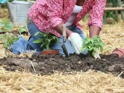 MS TD Woman Planting Vegetables in Garden / Richmond, Virginia, USA Stock Footage