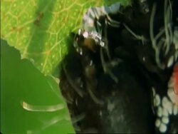 Caterpillar eating leaf, CU head, Botswana, Africa Stock Footage