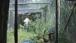 CLEAN: Brazilian wild animals victims of a very lucrative trafficking News Clip