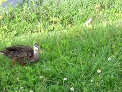 Ducks Walking in the Grass, Feeding Stock Footage