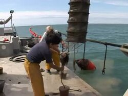 VOICED: Tourists are new pearls for hard-up French oyster farmers News Clip