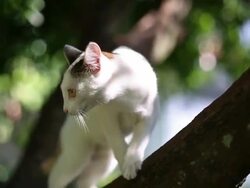 Cat Behavior, walk on the tree and sharpening claws Stock Footage