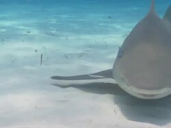Tiger shark, Galeocerdo cuvier, Remora, Echeneidae, Bahamas  Stock Footage