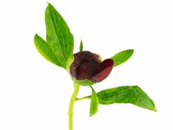 Purple Peony Stock Footage