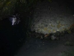 "Exploring dark cave underwater, with some sea life" Stock Footage