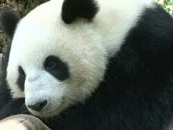 Panda Drifting off to sleep Stock Footage
