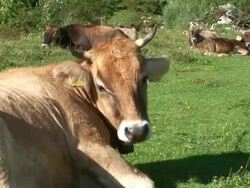 HD: Cows Stock Footage