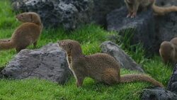 Small Asian Mongoose Family Stock Footage