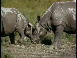 MCU 2 Greater One-Horned Rhinoceros playing, and running around, India Stock Footage